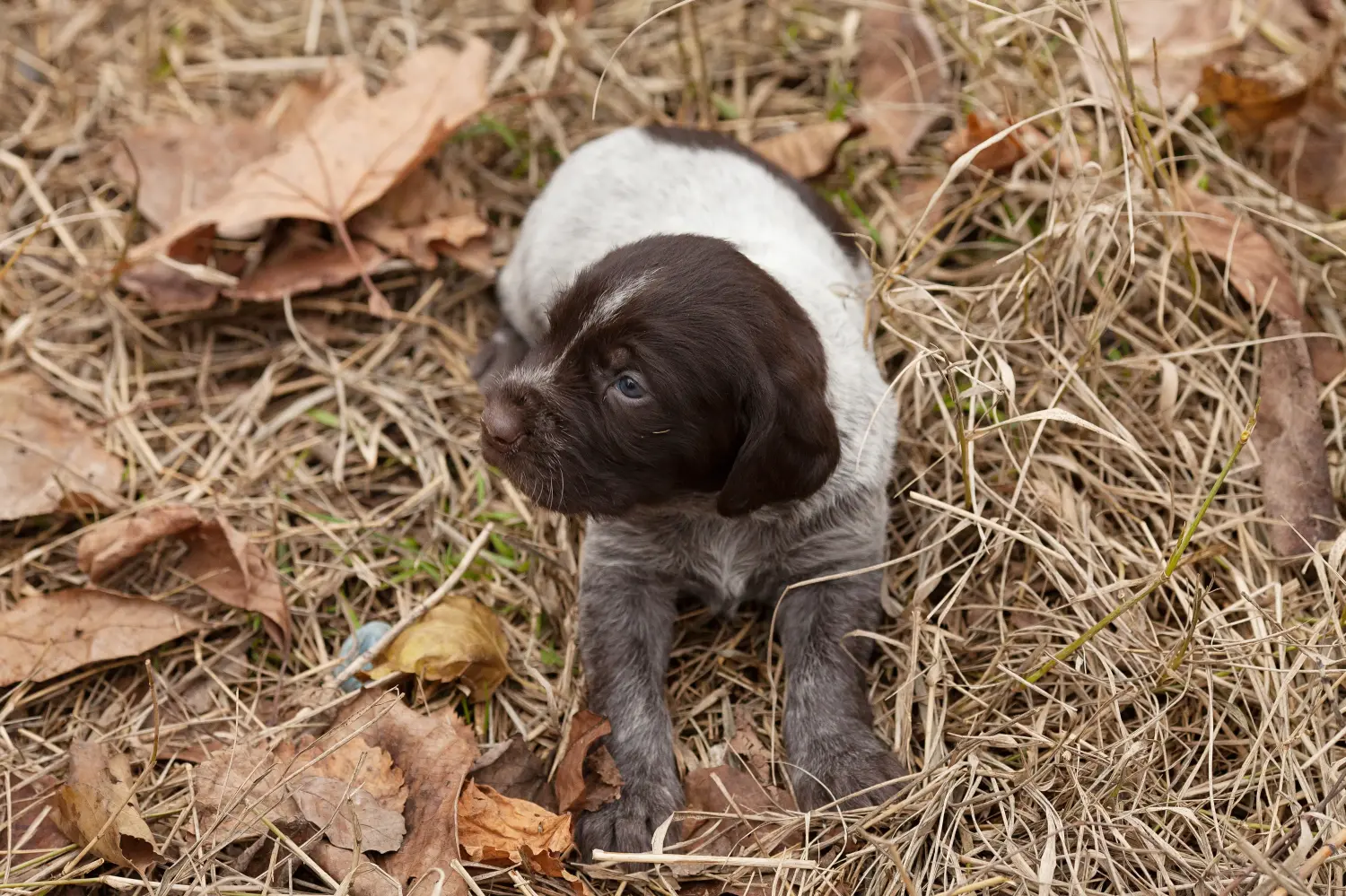Buying a German Wirehaired puppy means taking responsibility! Buy German Wirehaired puppies.