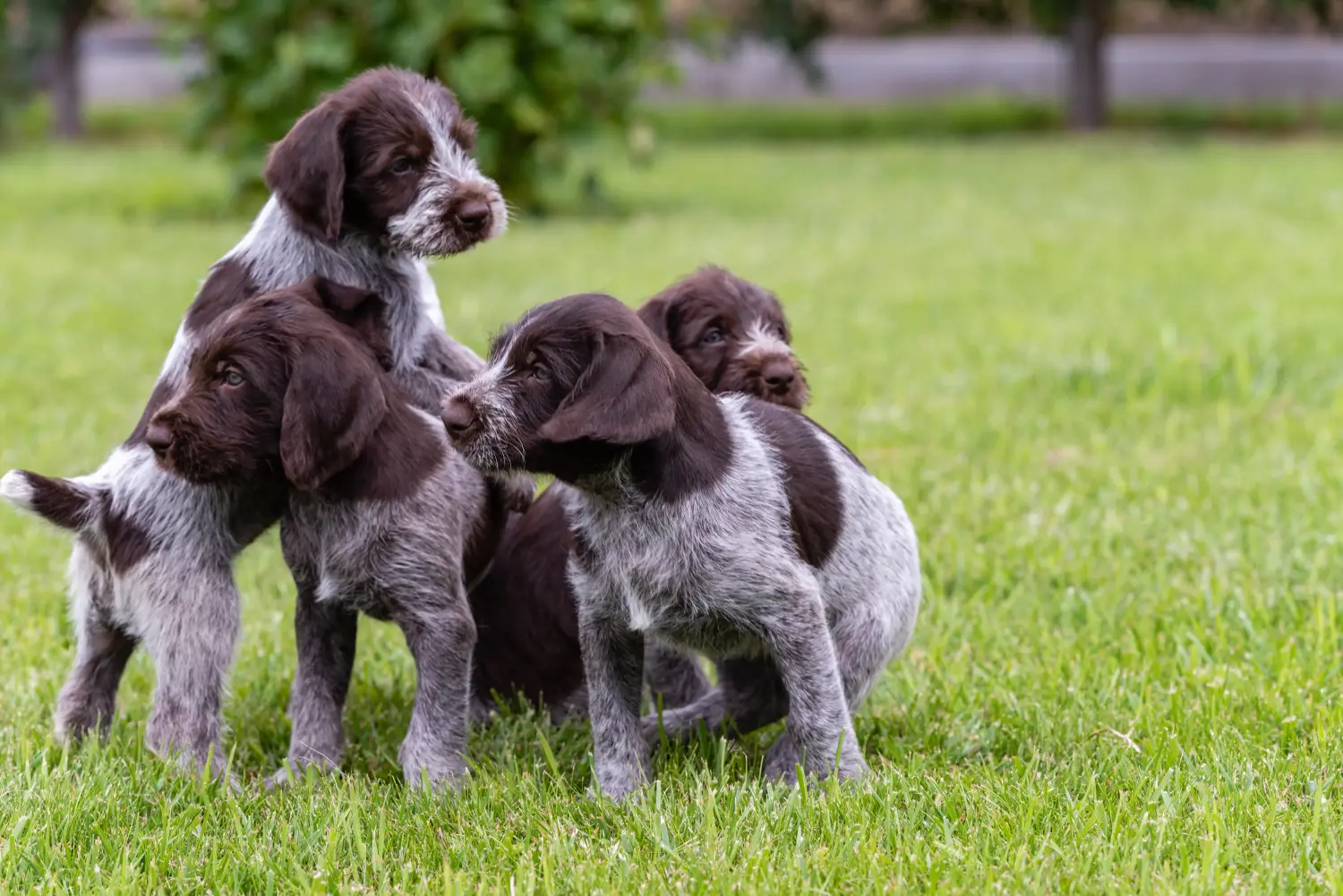 Buying a German Wirehaired puppy means taking responsibility! Buy German Wirehaired puppies.