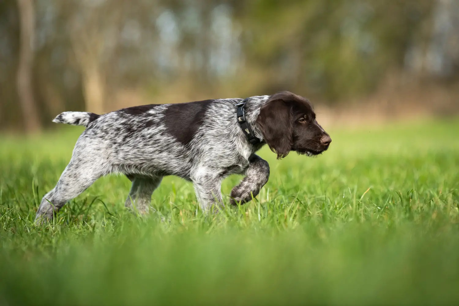 Buying a German Wirehaired puppy means taking responsibility! Buy German Wirehaired puppies.