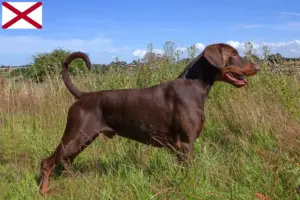 Read more about the article Doberman breeders and puppies in Alabama