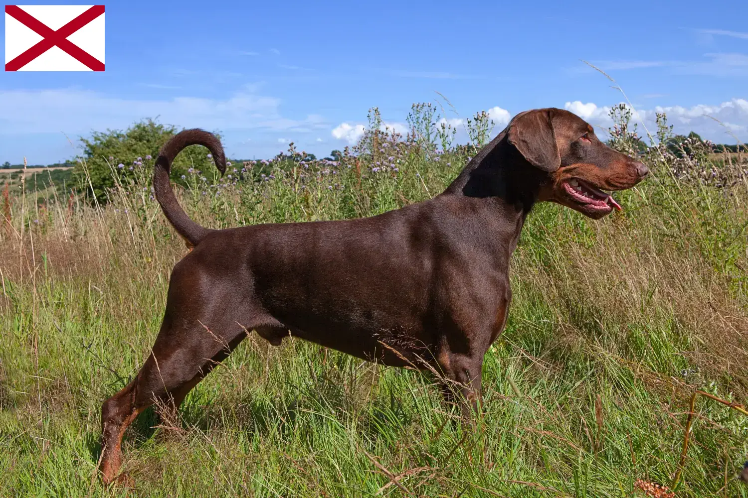 Doberman puppies and breeder Alabama Find Doberman breeders in Alabama here.