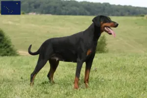 Read more about the article Doberman breeders and puppies in Alaska