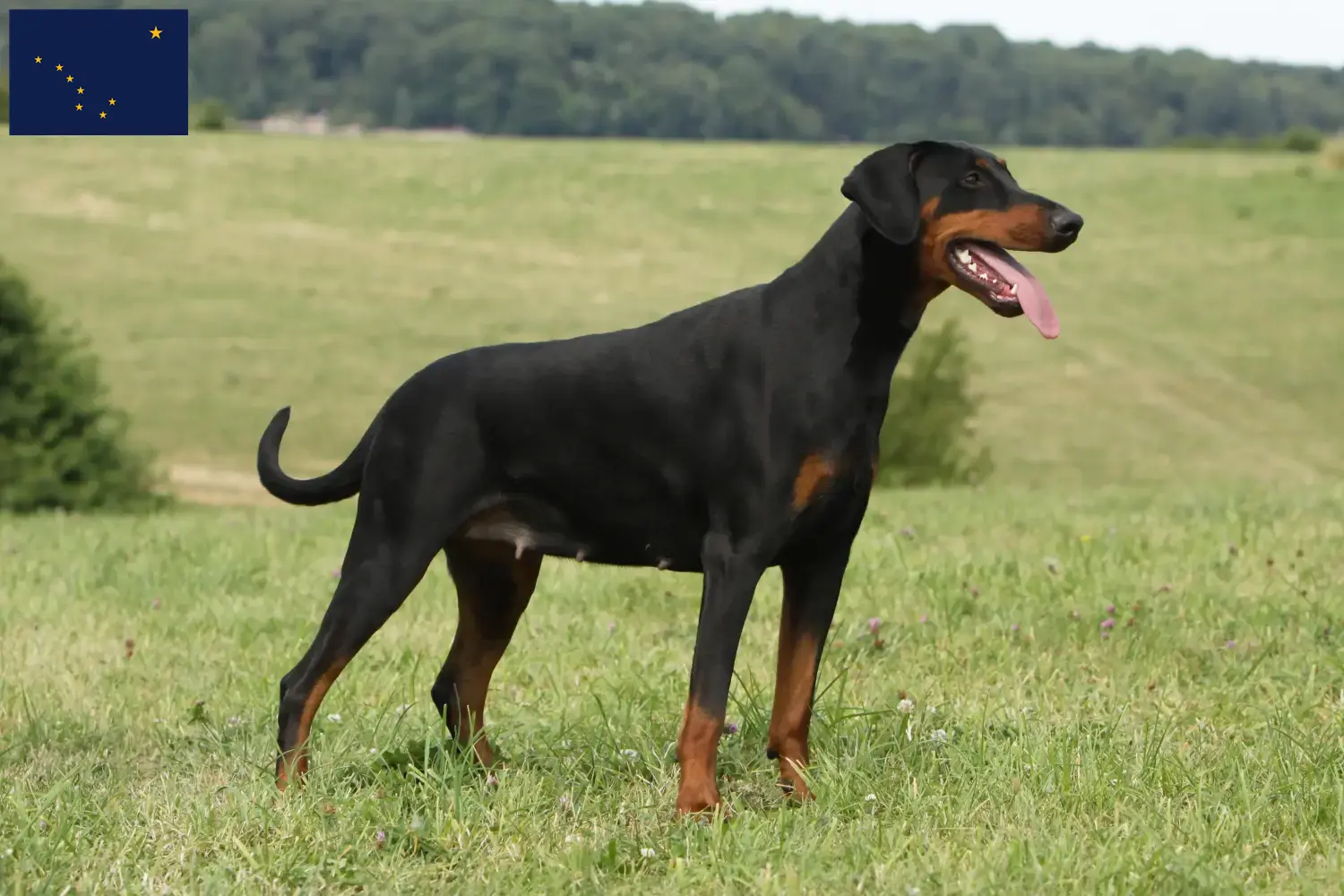 Doberman puppies and breeder Alaska Find Doberman breeders in Alaska here.