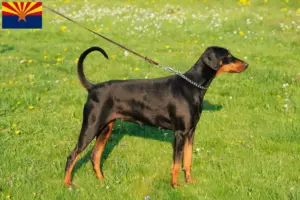 Read more about the article Doberman breeders and puppies in Arizona