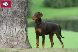 Read more about the article Doberman breeders and puppies in Arkansas