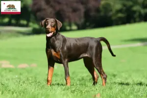 Read more about the article Doberman breeders and puppies in California
