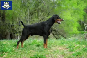 Read more about the article Doberman breeders and puppies in Connecticut