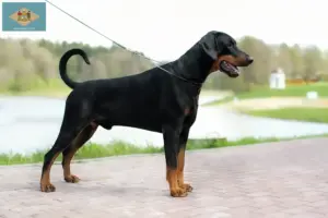 Read more about the article Doberman breeders and puppies in Delaware