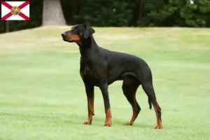 Read more about the article Doberman breeders and puppies in Florida