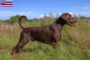 Read more about the article Doberman breeders and puppies in Hawaii