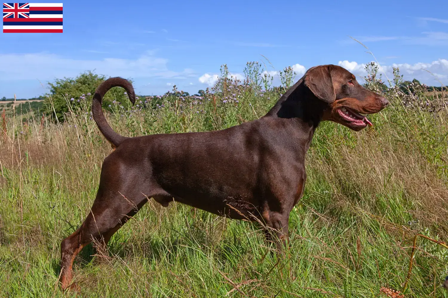 Doberman puppies and breeder Hawaii Find Doberman breeders in Hawaii here.