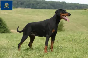 Read more about the article Doberman breeders and puppies in Idaho