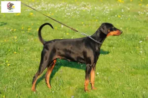 Read more about the article Doberman breeders and puppies in Illinois