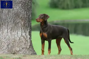 Read more about the article Doberman breeders and puppies in Indiana