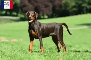 Read more about the article Doberman breeders and puppies in Iowa
