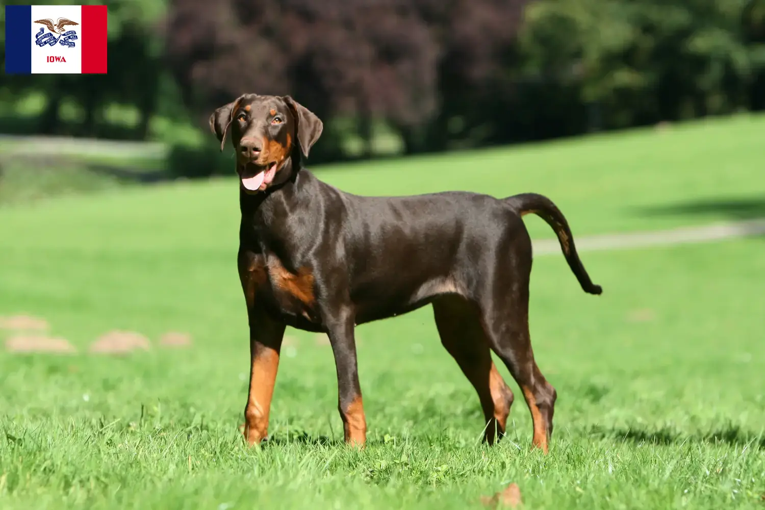 Doberman puppies and breeders Iowa Find Doberman breeders in Iowa here.