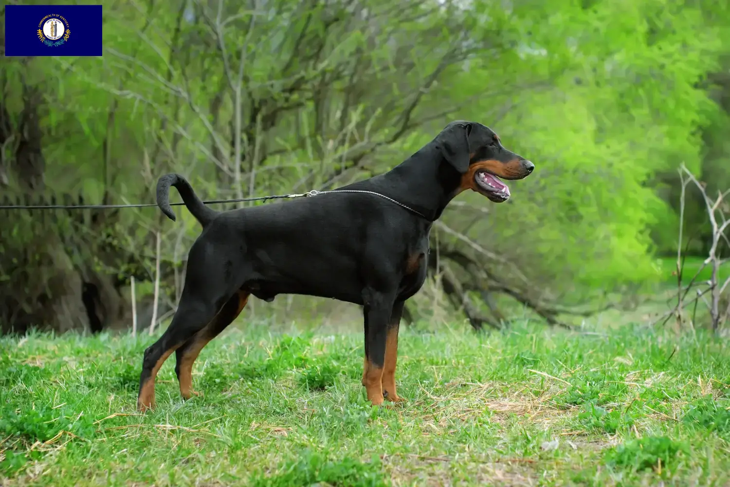 Doberman puppies and breeder Kentucky Find Doberman breeders in Kentucky here.