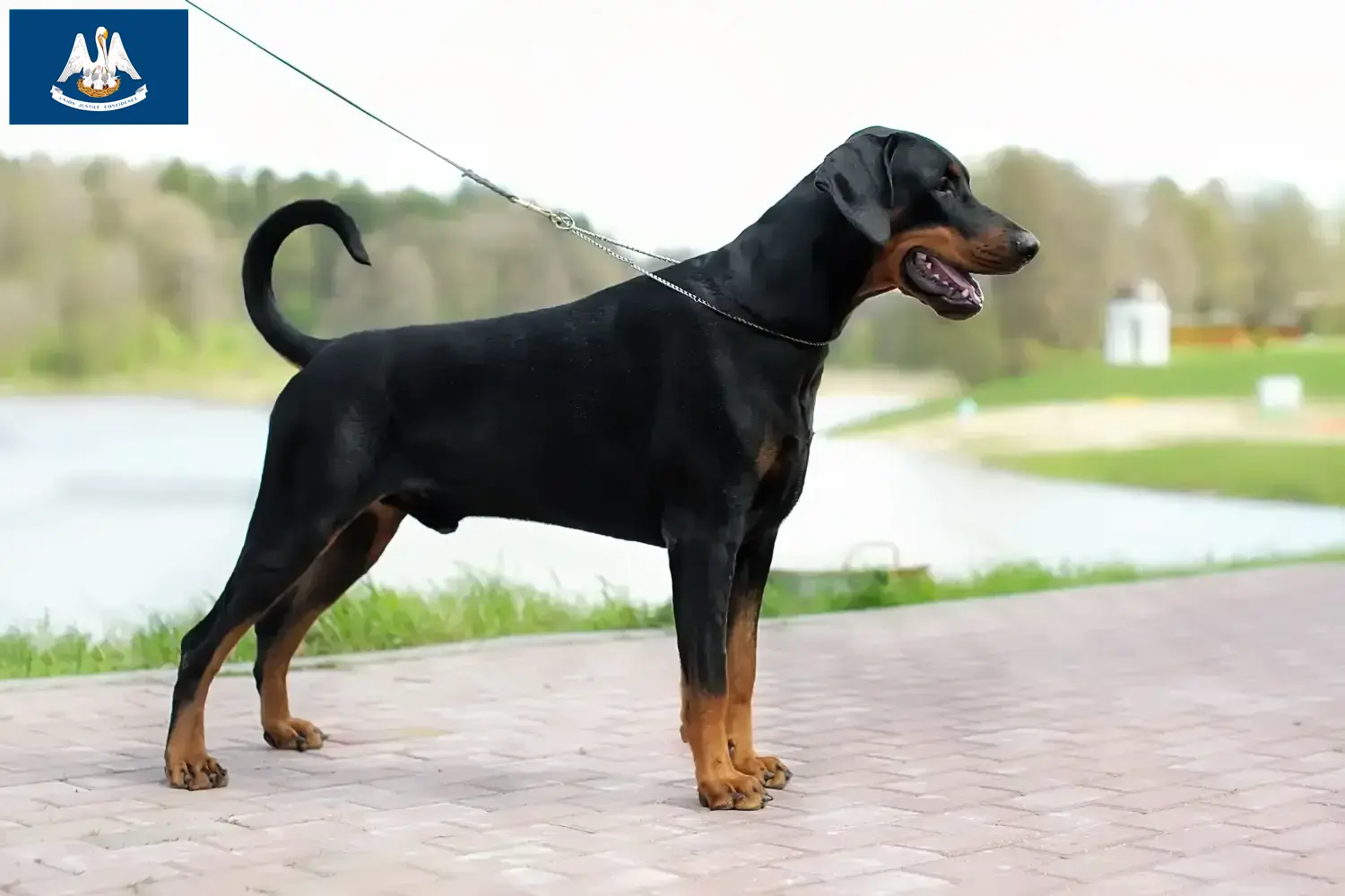 Doberman puppies and breeder Louisiana Find Doberman breeders in Louisiana here.