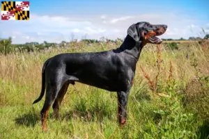 Read more about the article Doberman breeders and puppies in Maryland