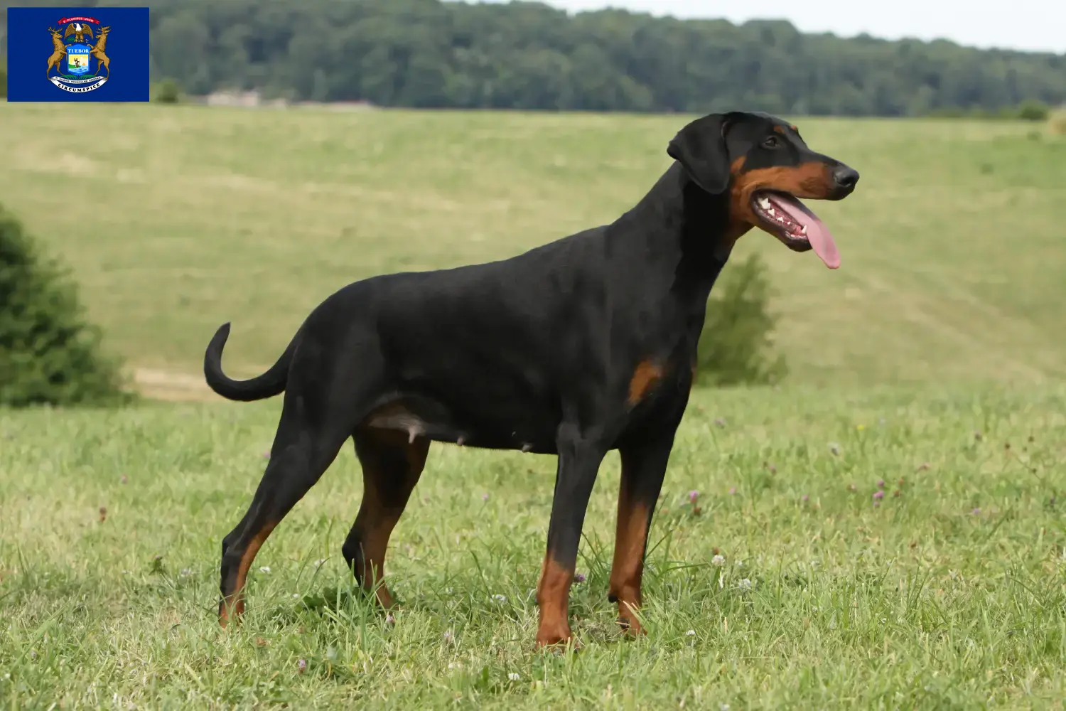 Doberman puppies and breeders Michigan Find Doberman breeders in Michigan here.