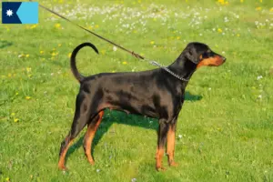 Read more about the article Doberman breeders and puppies in Minnesota