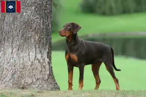 Read more about the article Doberman breeders and puppies in Mississippi