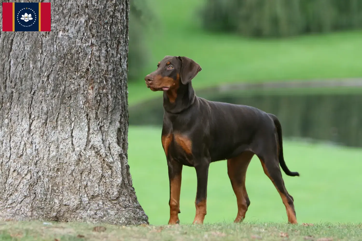 Doberman puppies and breeders Mississippi Find Doberman breeders in Mississippi here.