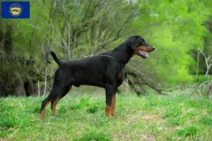 Read more about the article Doberman breeders and puppies in Nebraska