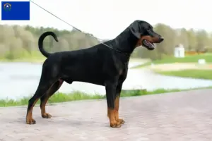 Read more about the article Doberman breeders and puppies in Nevada