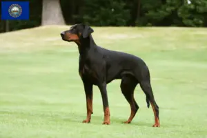 Read more about the article Doberman breeders and puppies in New Hampshire