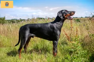 Read more about the article Doberman breeders and puppies in New Jersey