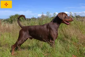 Read more about the article Doberman breeders and puppies in New Mexico