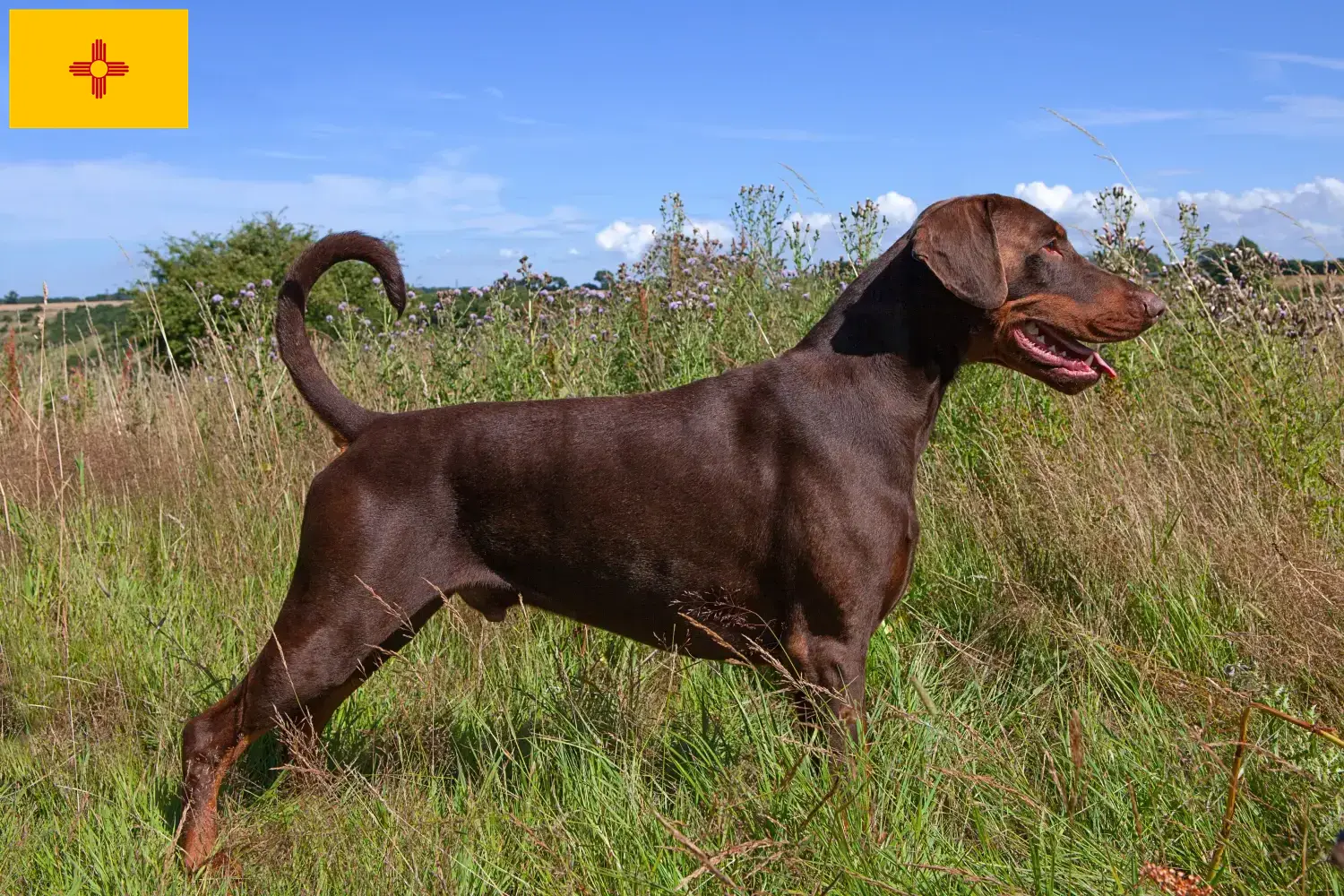 Doberman puppies and breeders New Mexico Find Doberman breeders in New Mexico here.