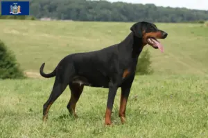 Read more about the article Doberman breeders and puppies in New York