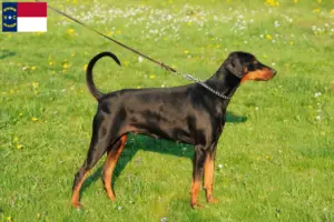 Read more about the article Doberman breeders and puppies in North Carolina