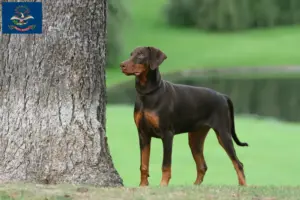 Read more about the article Doberman breeders and puppies in North Dakota