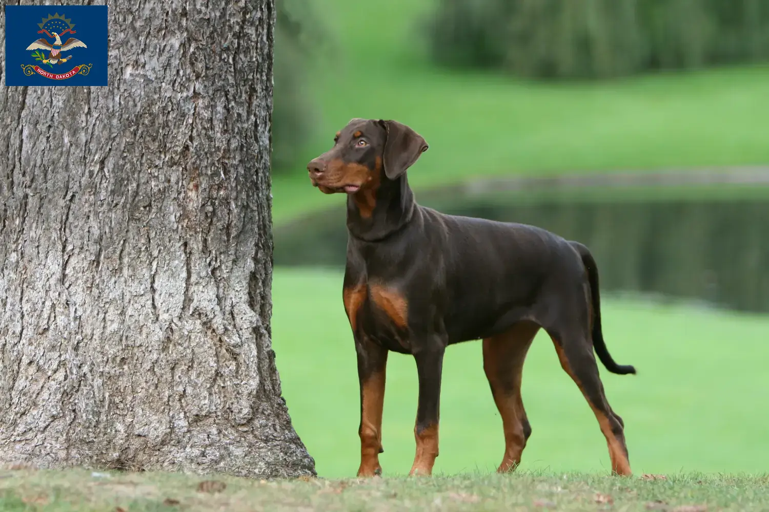 Doberman puppies and breeders North Dakota Find Doberman breeders in North Dakota here.