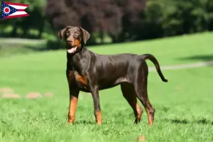 Read more about the article Doberman breeders and puppies in Ohio