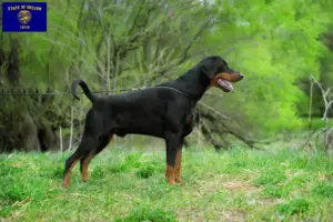 Read more about the article Doberman breeders and puppies in Oregon