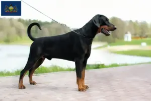 Read more about the article Doberman breeders and puppies in Pennsylvania