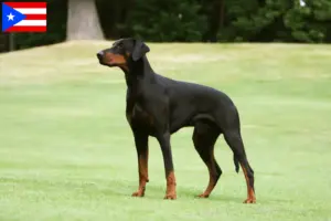 Read more about the article Doberman breeders and puppies in Puerto Rico