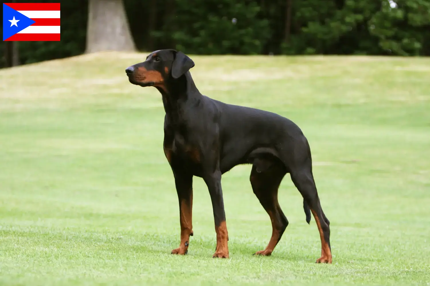 Doberman puppies and breeders Puerto Rico Find Doberman breeders in Puerto Rico here.