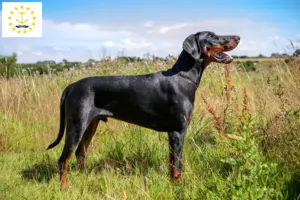 Read more about the article Doberman breeders and puppies in Rhode Island