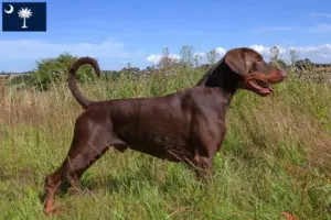 Read more about the article Doberman breeders and puppies in South Carolina