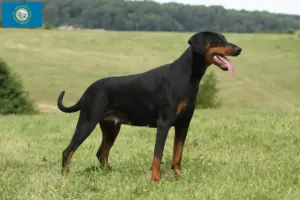 Read more about the article Doberman breeders and puppies in South Dakota
