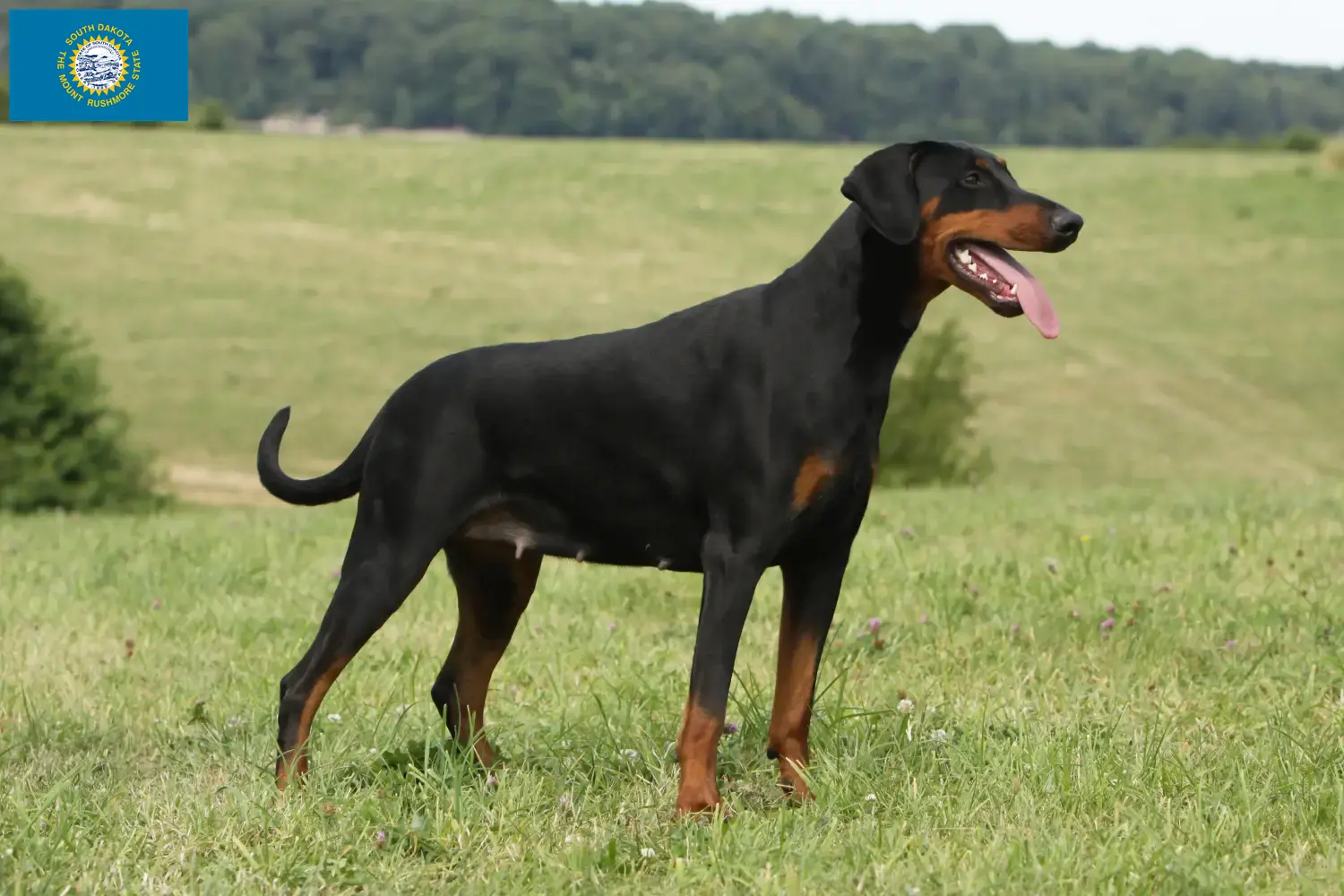 Doberman puppies and breeders South Dakota Find Doberman breeders in South Dakota here.