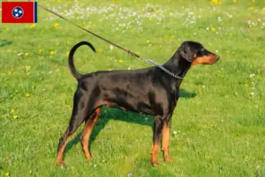 Read more about the article Doberman breeders and puppies in Tennessee