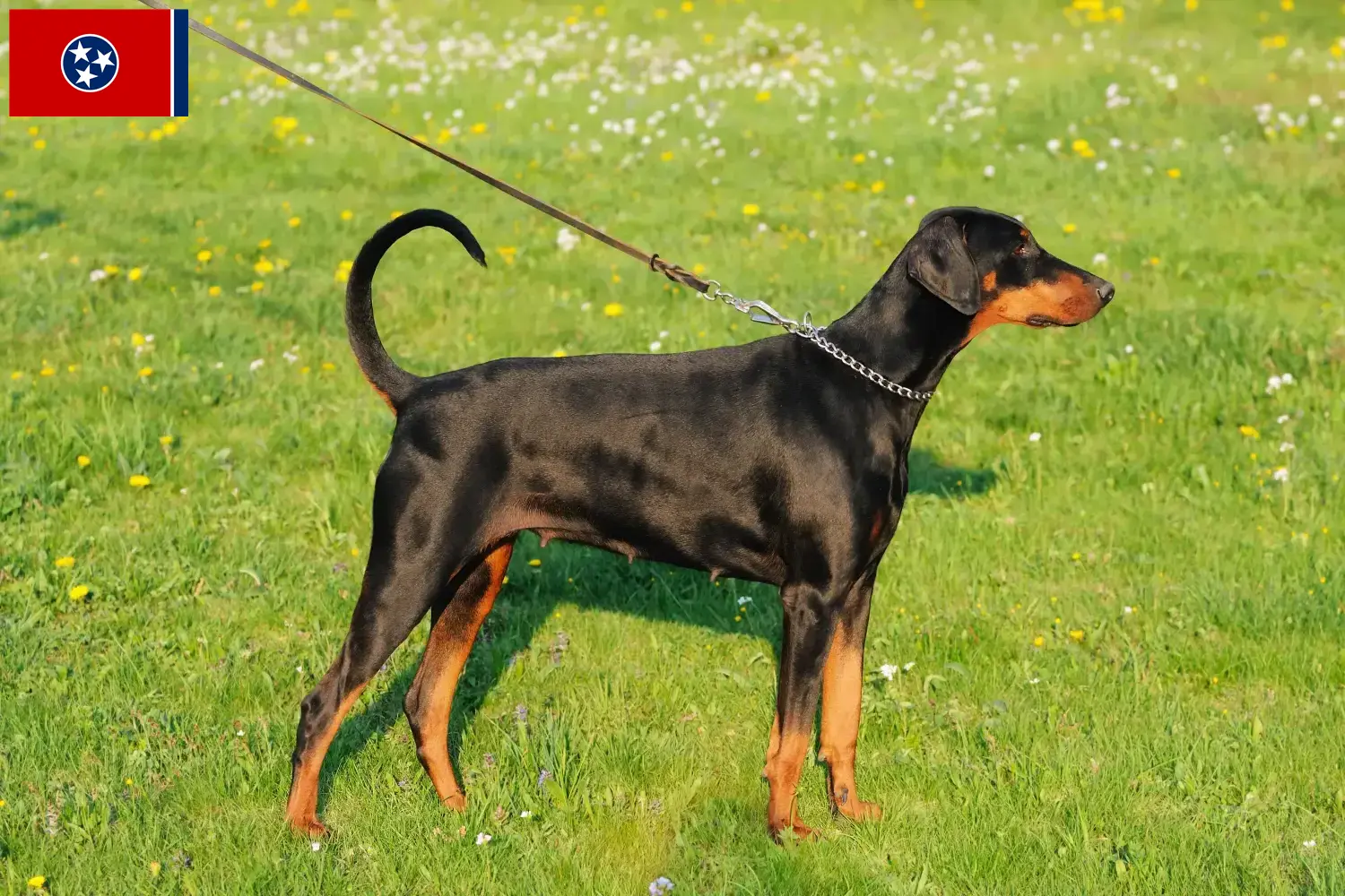 Doberman puppies and breeder Tennessee Find Doberman breeders in Tennessee.