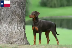 Read more about the article Doberman breeders and puppies in Texas