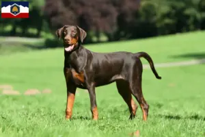Read more about the article Doberman breeders and puppies in Utah